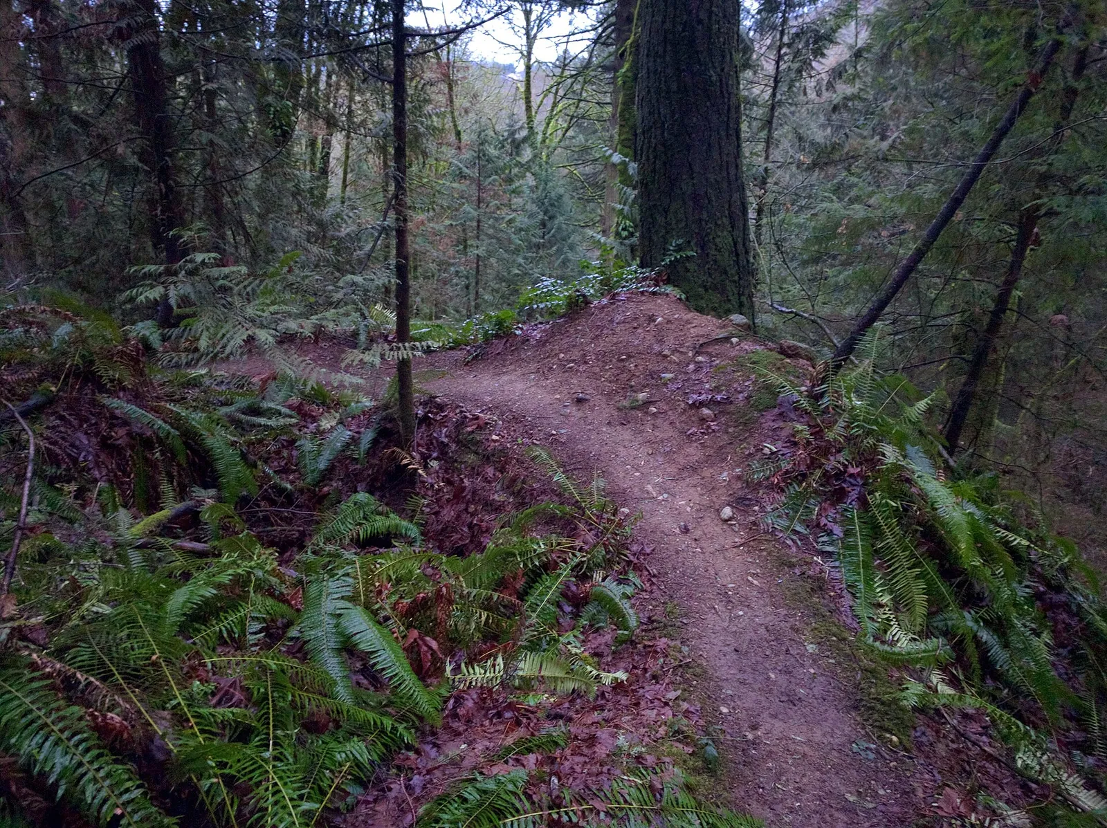 A banked corner on Corey's Corner trail - panoramio