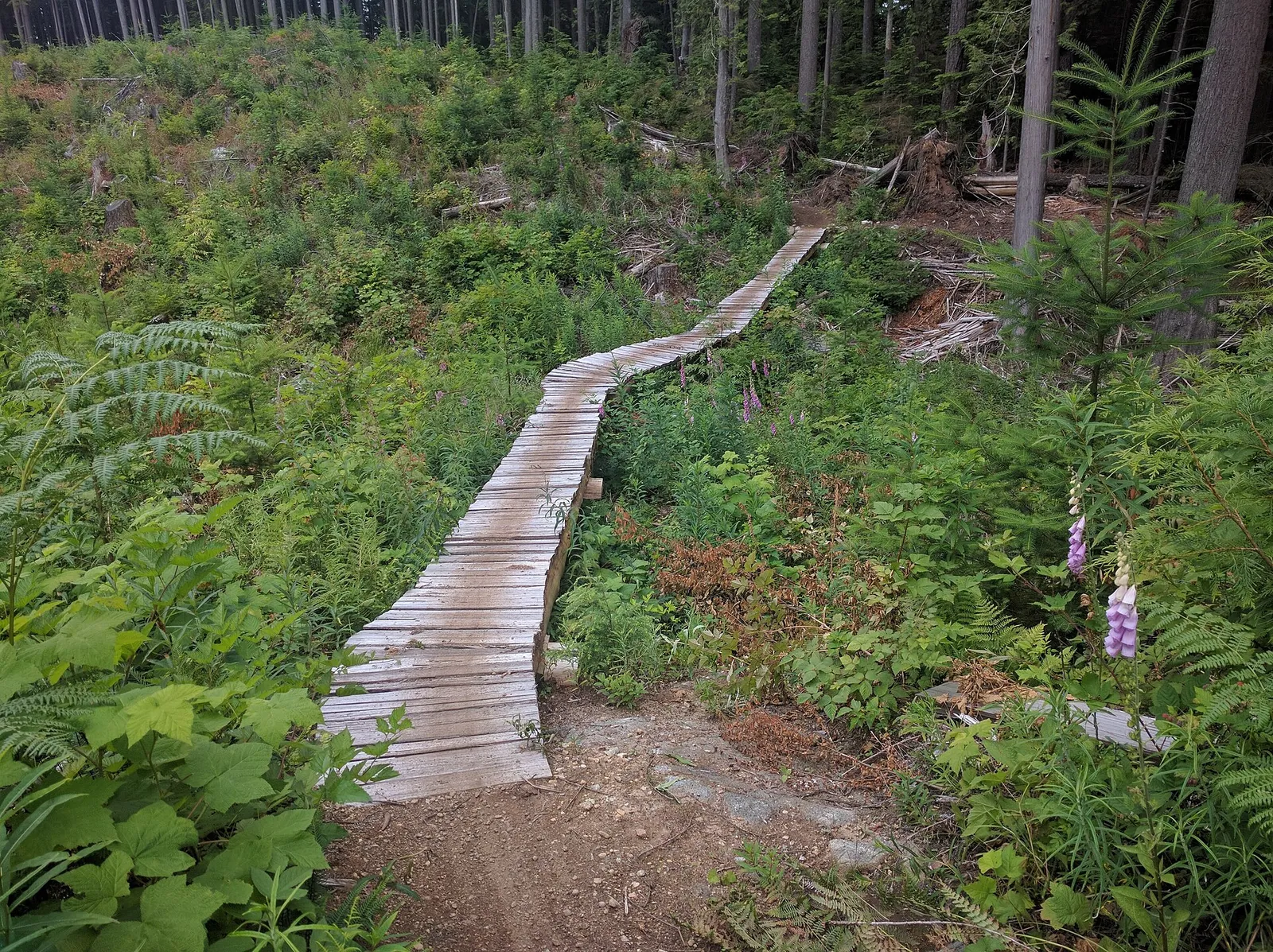 A boardwalk along Manbun trail - panoramio