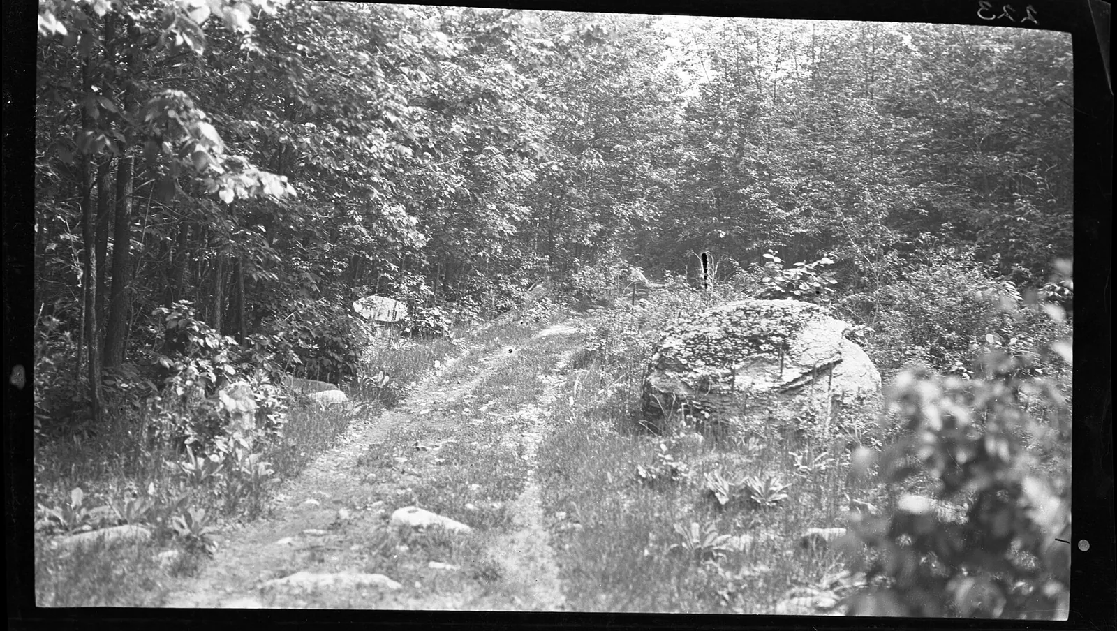 223. Path through bush near Kawartha, Stoney lake, 1911 (25918498064)